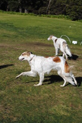 Naklejka na ściany i meble The Russian borzoi dogs in the park in the Blue Mountains, Australia