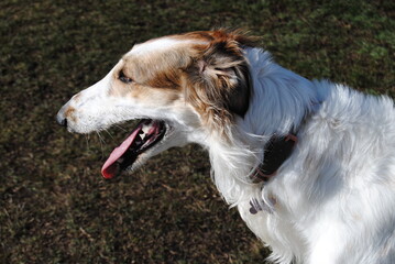 Fototapeta premium The Russian borzoi dogs in the park in the Blue Mountains, Australia