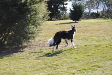 The Russian borzoi dogs in the park in the Blue Mountains, Australia