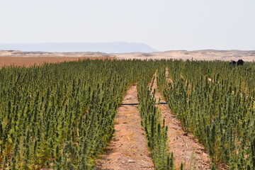 Egyptian Green leaves of Medical Marijuana, Egyptian Cannabis or weed plant 
