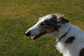 The Russian borzoi dogs in the park in the Blue Mountains, Australia