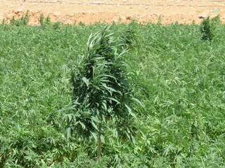 Egyptian Green leaves of Medical Marijuana, Egyptian Cannabis or weed plant 
