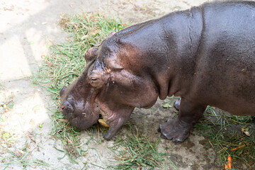 Hippopotamus eating grass and vegetables