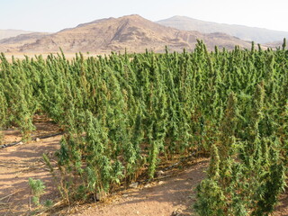 Egyptian Green leaves of Medical Marijuana, Egyptian Cannabis or weed plant 
