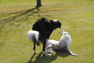Fototapeta premium The Russian borzoi dogs in the park in the Blue Mountains, Australia