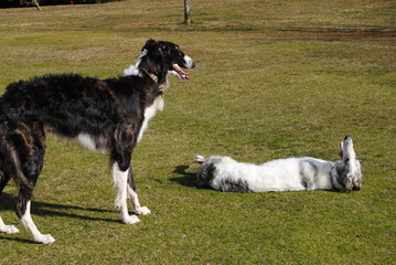 Fototapeta premium The Russian borzoi dogs in the park in the Blue Mountains, Australia