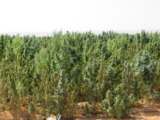 Egyptian Green leaves of Medical Marijuana, Egyptian Cannabis or weed plant 
