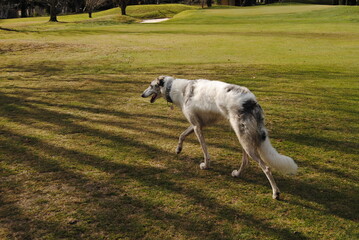 The Russian borzoi dogs in the park in the Blue Mountains, Australia