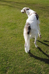 The Russian borzoi dogs in the park in the Blue Mountains, Australia