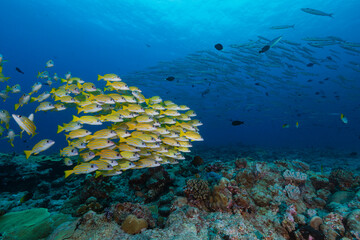 School of yellow fish swim under large school of silver barracuda with coral reef in Micronesia