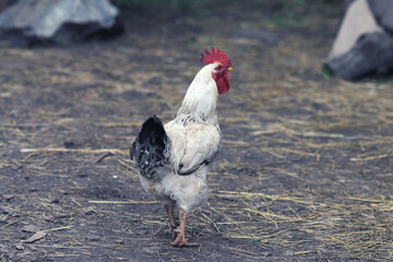 Bright colorful rooster