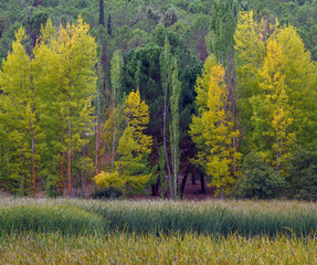 Autumn forest in the spanish autumn
