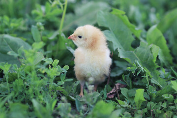 free range chicken on the grass