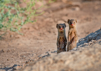 pair of mongoose in blur background, grey mongoose in wildlife of Pakistan 