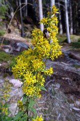 Gewöhnliche Goldrute (Solidago virgaurea), auch Gemeine Goldrute