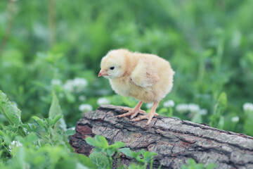 ree range chickens on the grass