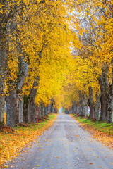 Naklejka premium Tree lined country road with autumn colours on the trees