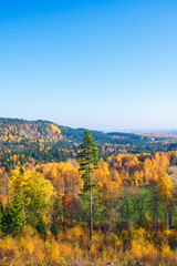 Awesome autumn landscape view at a colorful woodland