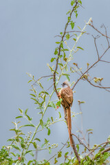 Speckled Mousebird ( Colius striatus),Queen Elizabeth National Park, Uganda.