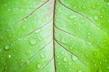 Texture and pattern of green leaves
