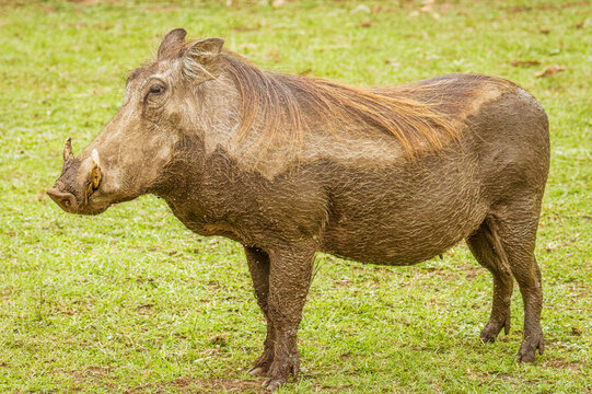 A warthog (Phacochoerus africanus), Queen Elizabeth National Park, Uganda.	