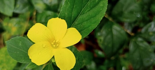 yellow flower