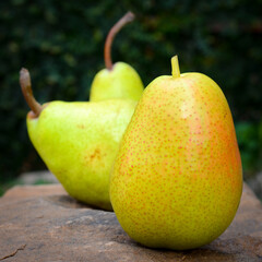 Pear fruit is tasty, healthy, placed on a stone in the garden.