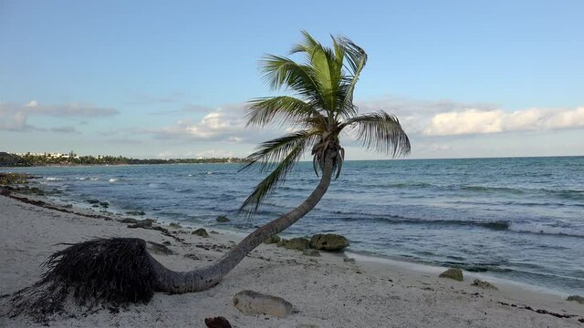 Lone curved palm tree on the edge of Akumal beach. Mexico