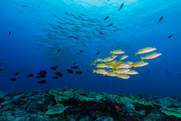 School of yellow fish swim under large school of silver barracuda with coral reef in Micronesia
