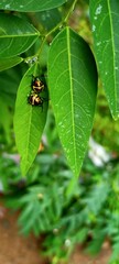 bug on leaf
