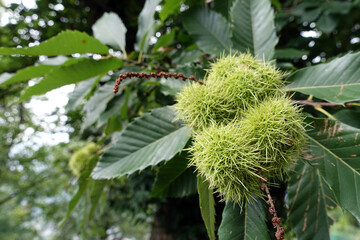 unreife Fr&uuml;chte einer Esskastanie (Castanea sativa)