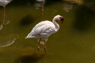 Lesser Flamingo wading through shallow water.