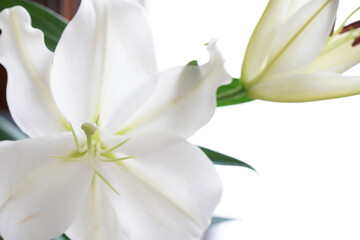 Obraz na płótnie Canvas lily flower macro