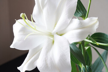lily flower macro