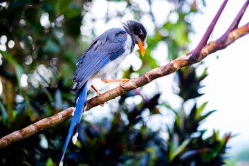 Red-billed blue magpie Bird (Urocissa erythroryncha) is a species of bird from Thailand.