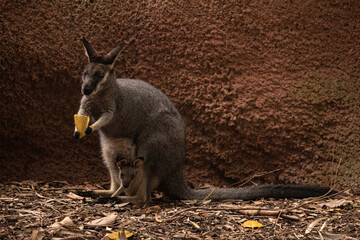 Wallaby with joey in pouch