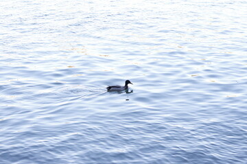 DUCK on the water