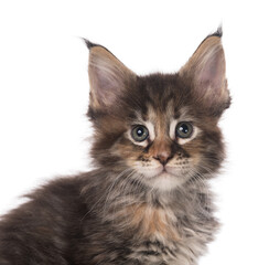 Maine Coon kitten