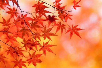 Landscape of vibrant colorful Japanese Autumn Maple leaves