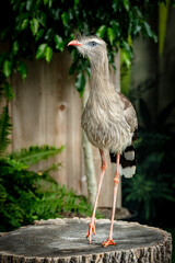 ave animal naturaleza fauna pico