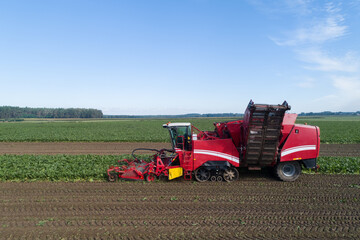 Obraz premium Farmers harvest sugar beet in a country field. Sugar beet harvest with a Sugarbeet harvester an agricultural machine.