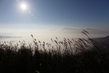 Obraz premium 阿蘇五岳をバックに臨む雲海と風に揺れるススキのシルエット