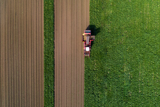 Farmers harvest sugar beet in a country field. Sugar beet harvest with a Sugarbeet harvester an agricultural machine.