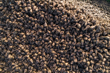Pile of organic beet sugar at the field after combine harvesting with blue sky and clouds in background.
