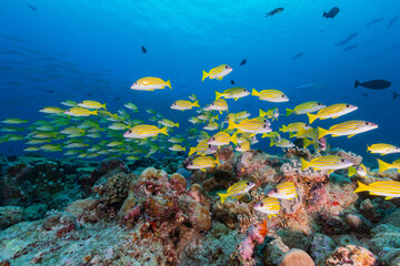 School of Yellow tropical fish swim above colourful coral reef in the Pacific Ocean