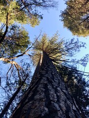 trees and sky