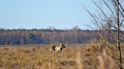 sarna i kozioł © Krzysztof