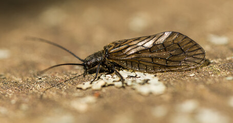 alderfly (Sialis lutaria) on a stone with lichen