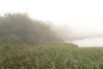 霧に包まれた八島ヶ原湿原（八島湿原）
