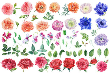 Beautiful set of watercolor flowers roses, leaves, anemones, ranunculus and sweet pea isolated background.